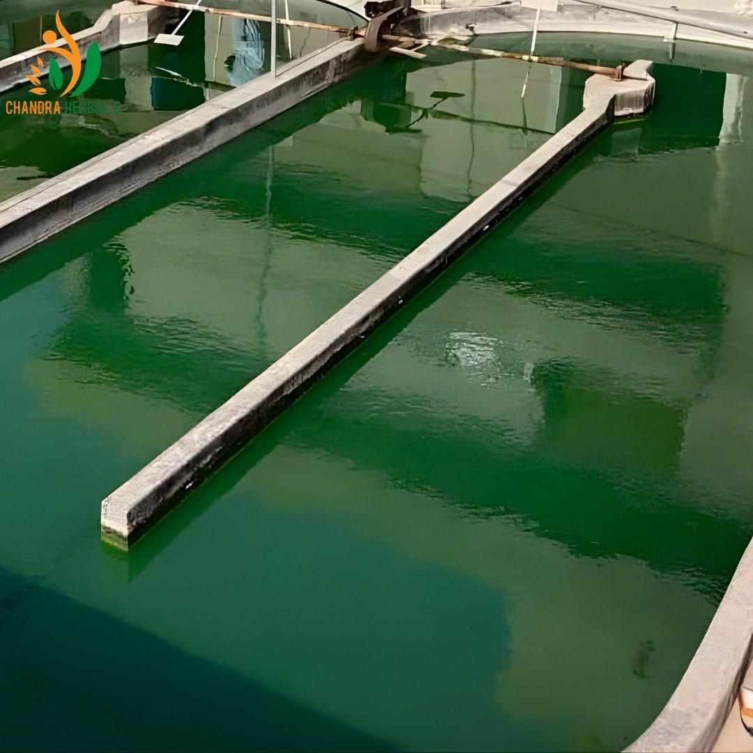 Spirulina Cultivation Training Services